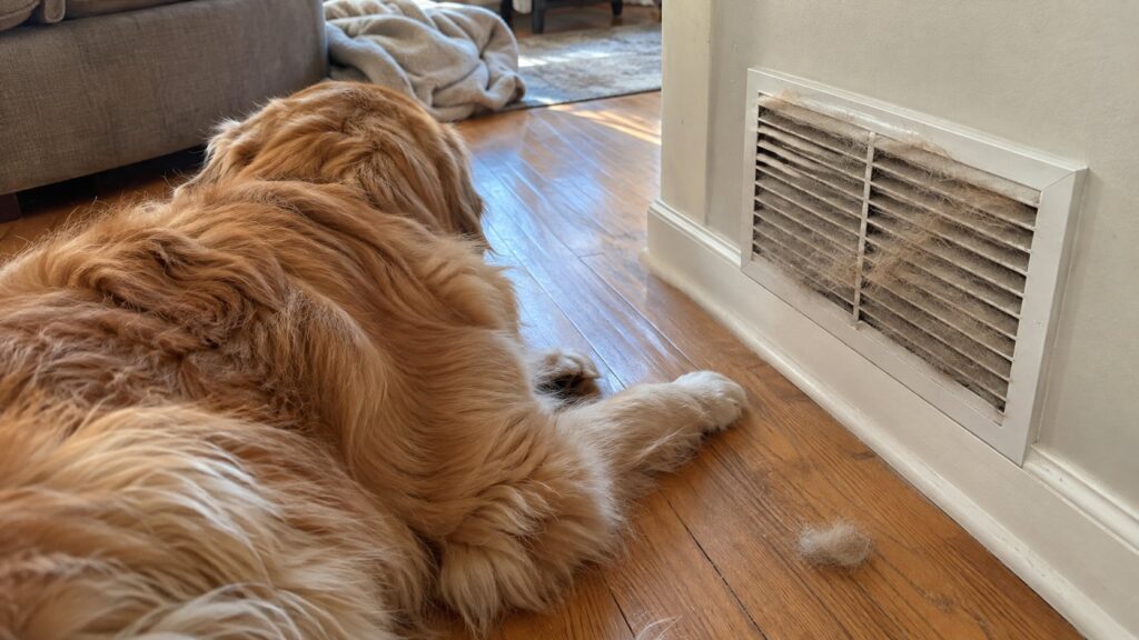 Dog lying next to a living room return air grille coated with pet hair in an Oakville home